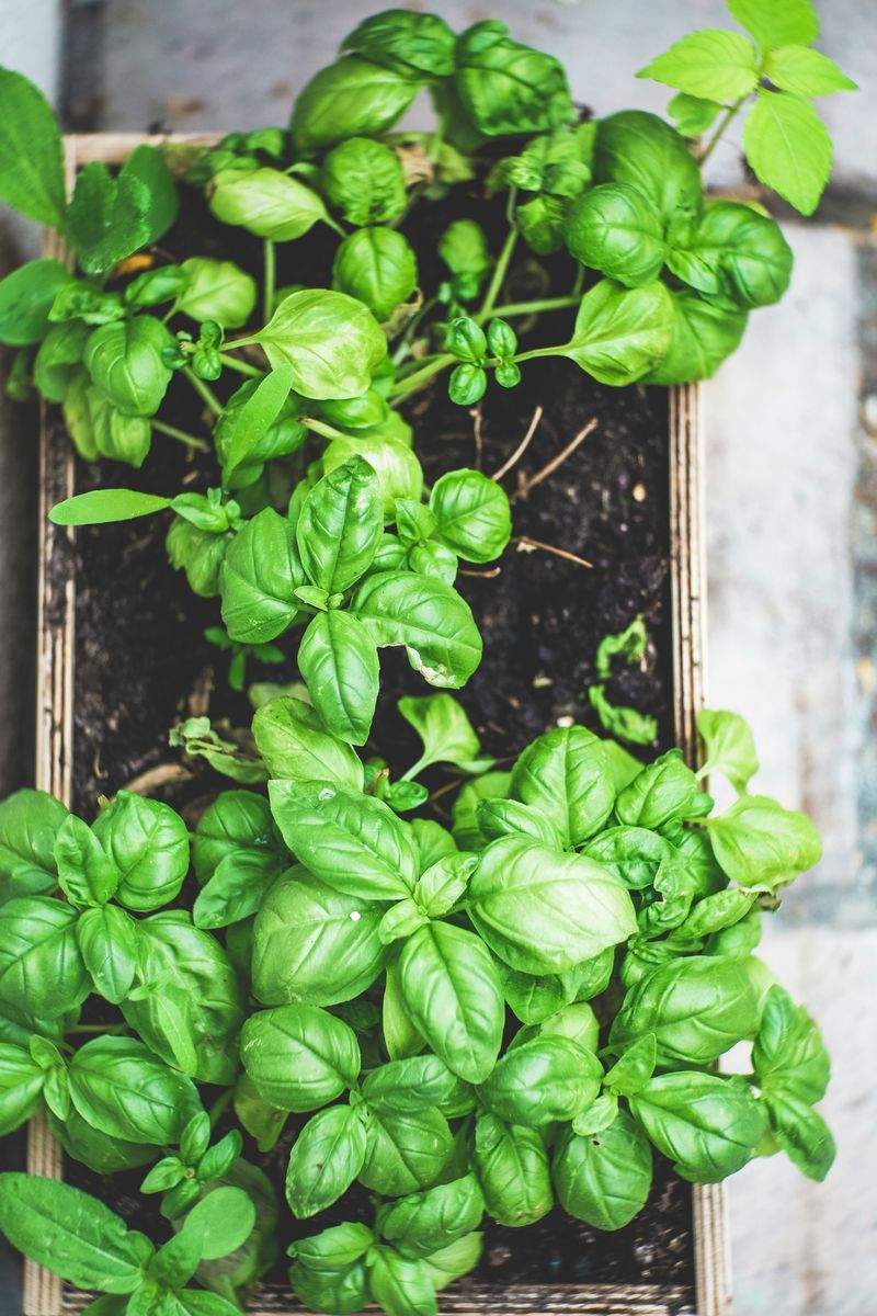 Evergreen Harbour Garden Co. 6